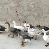 غاز
