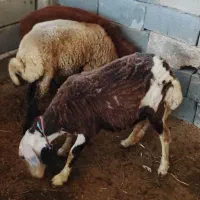 بره