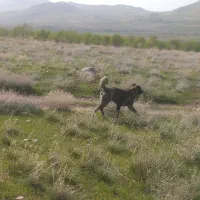 سگ گله
