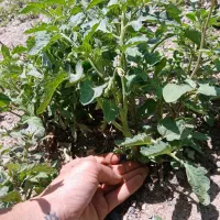 نهال گوجه محلی