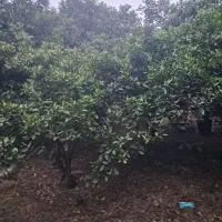 4200 متر باغ کاربری بافت مناسب برای ساخت ویلا