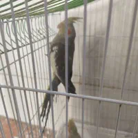 فروش عروس هلندی تازه دونخور طوس و اهو
