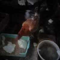 مرغ تخم گذار به شرط ۹ ماهه