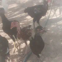 جوجه محلی