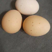 تخم مرغ نطفه دار