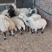 میش بره