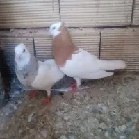 کفتر جفتگاه و پرشی
