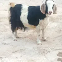 بز خشک پرواری