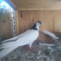 کفتر شهرستانی کبوتر