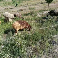 یک عدد بره ماده