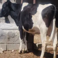 فروش گاو  و گوساله ماده هلشتین خالص کربال