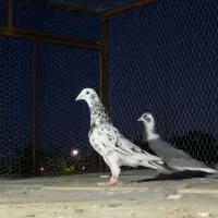 کفتر|پرنده|شیراز, زرهی|دیوار