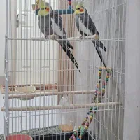 دو عدد عروس هلندی نر ۱۰ ماهه