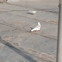 سه تا ماده به شرط پرش
