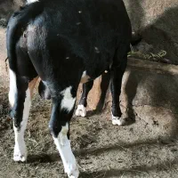 گوساله نر سیمنتال اصیل