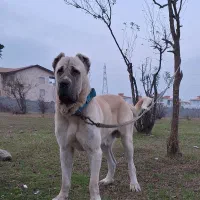 نژاد مالاکلی،کانگال،آلابای،سرابی،پژدر
