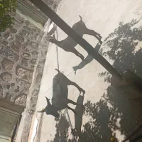 حیوانات