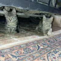 واگذاری بچه گربه