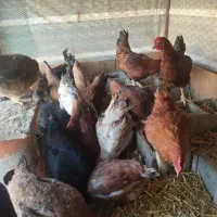 مرغ و خروس