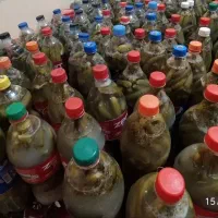 خیارشور ترد با کیفیت