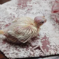 جوجه طوطی عروس سالم و سرحال