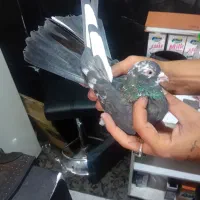 کفتر ی بوم درجه یک