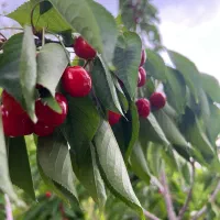اجاره درختان گیلاس و آلبالو اسرائیلی