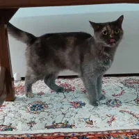 گربه ماده (فقط برای جفت گیری)