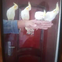 عروس هلندی