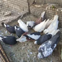 کفتر