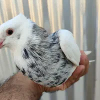 طوق الماسی