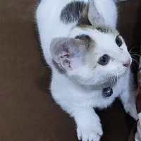گربه خوشگل
