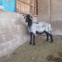 یک عدد قوچ بذری