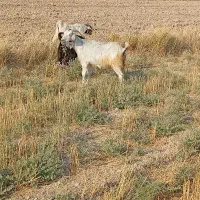 بز‌با‌کهره