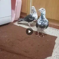 پلی استیشن 3