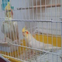 یک جفت عروس هلندی نر و ماده