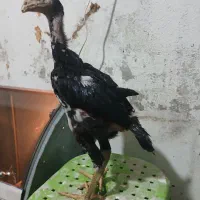 جوجه اوشام