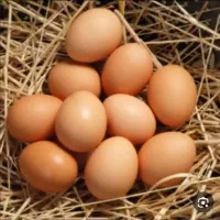 تخم نطفه دار بوقلمون اردک مرغ و خوراک آدرس امرغان