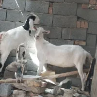 بزسانن‌
