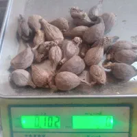هل باد مکی