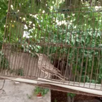 سهره خاکی قناری مرغ عشق فنچ پرنده