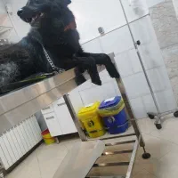 سگ ژرمن بلک ماده