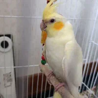 عروس هلندی گمشده