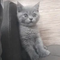 گربه اسکاتیش فولد بلو نر
