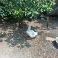 حیوانات مزرعه