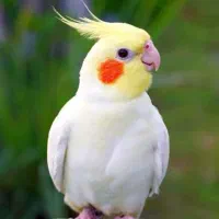 عروس هلندی