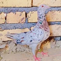 کبوتر پلاکی سرور