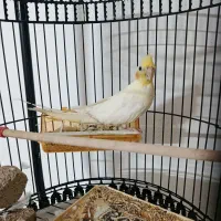 عروس هلندی لوتینو نر ، معاوضه با دستی