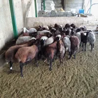 میش