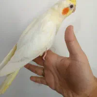 پرنده